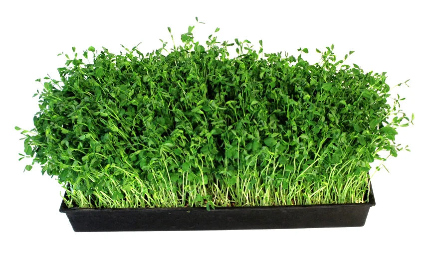 Broccoli Microgreens – Fresh, Organic